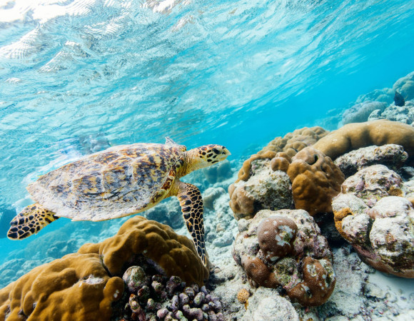 Swim with Turtles-Cenote