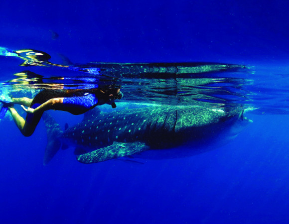 Nado con Tiburón Ballena