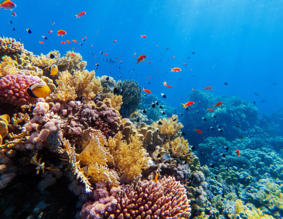 Isla Contoy-Isla Mujeres